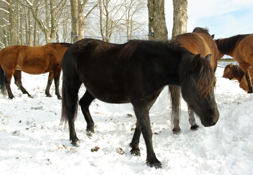 Huculský kůň, Krkonoše 2007
