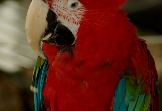 Papoušek Ara ararauna 2007