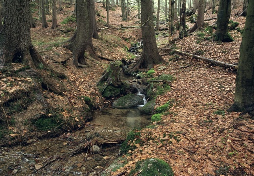 Přítoky potoka Bílá voda u Harrachova 2008